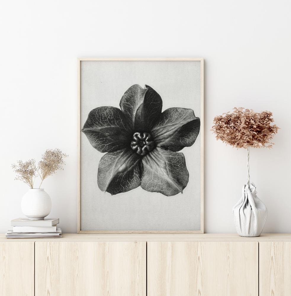 Grey Flower III Plakat