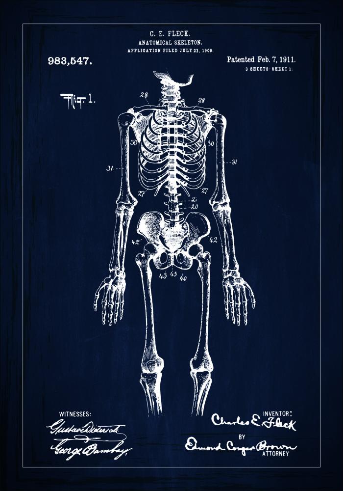 Rysunek patentowy - Anatomiczny szkielet w - Niebieski Plakat