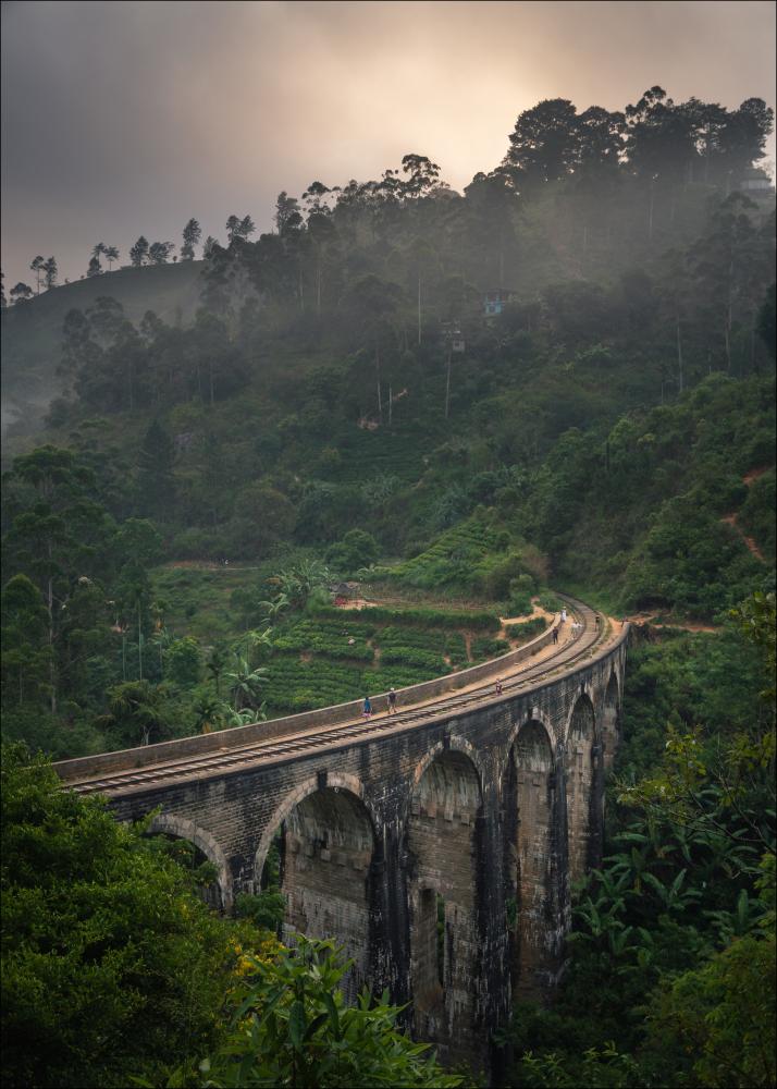 Jungle train rails Plakat