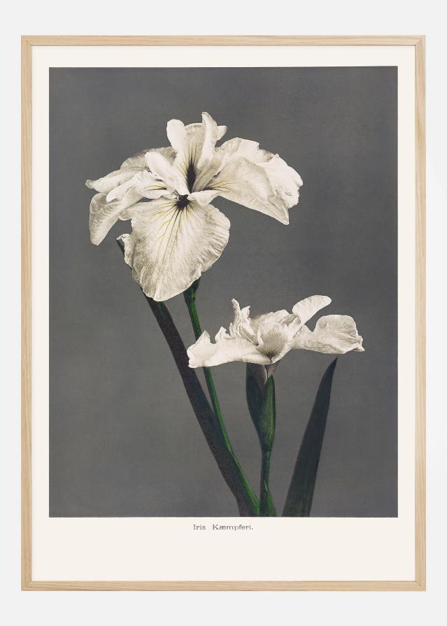 Iris Kabmpferi Plakat