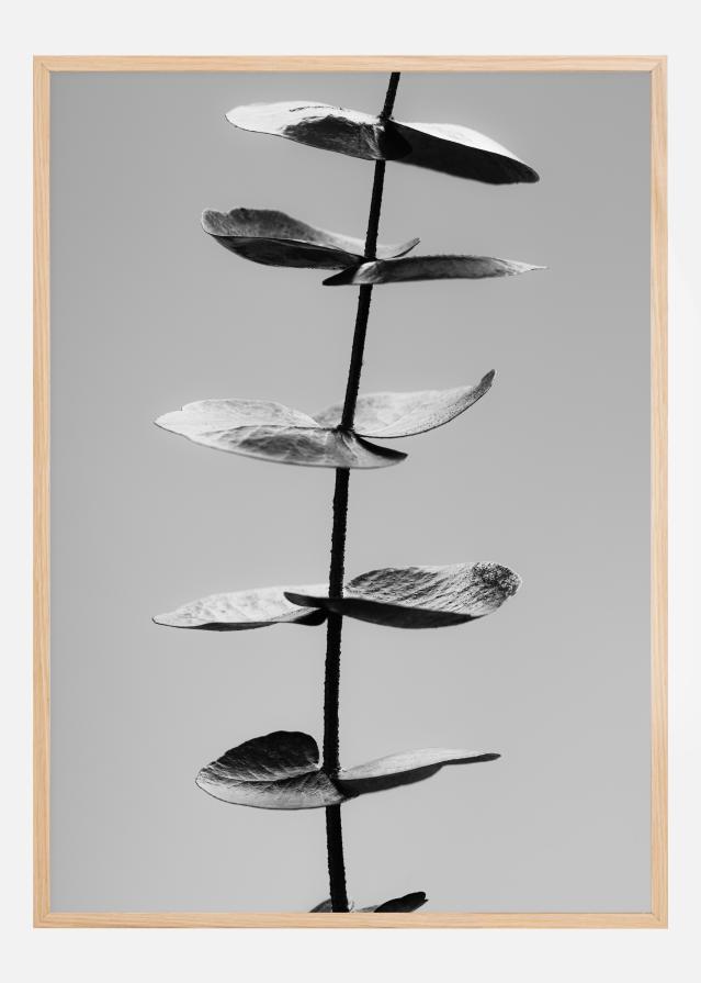 Eucalyptus Bw Plakat