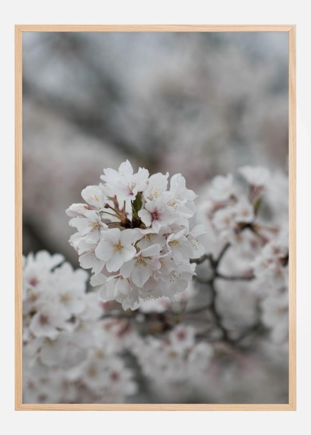 Cherryblossom Plakat