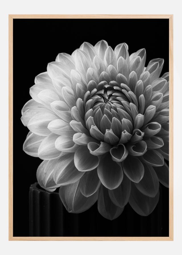 Dahlia Plakat