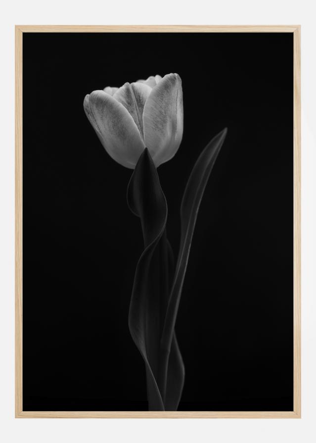 Tulip Plakat