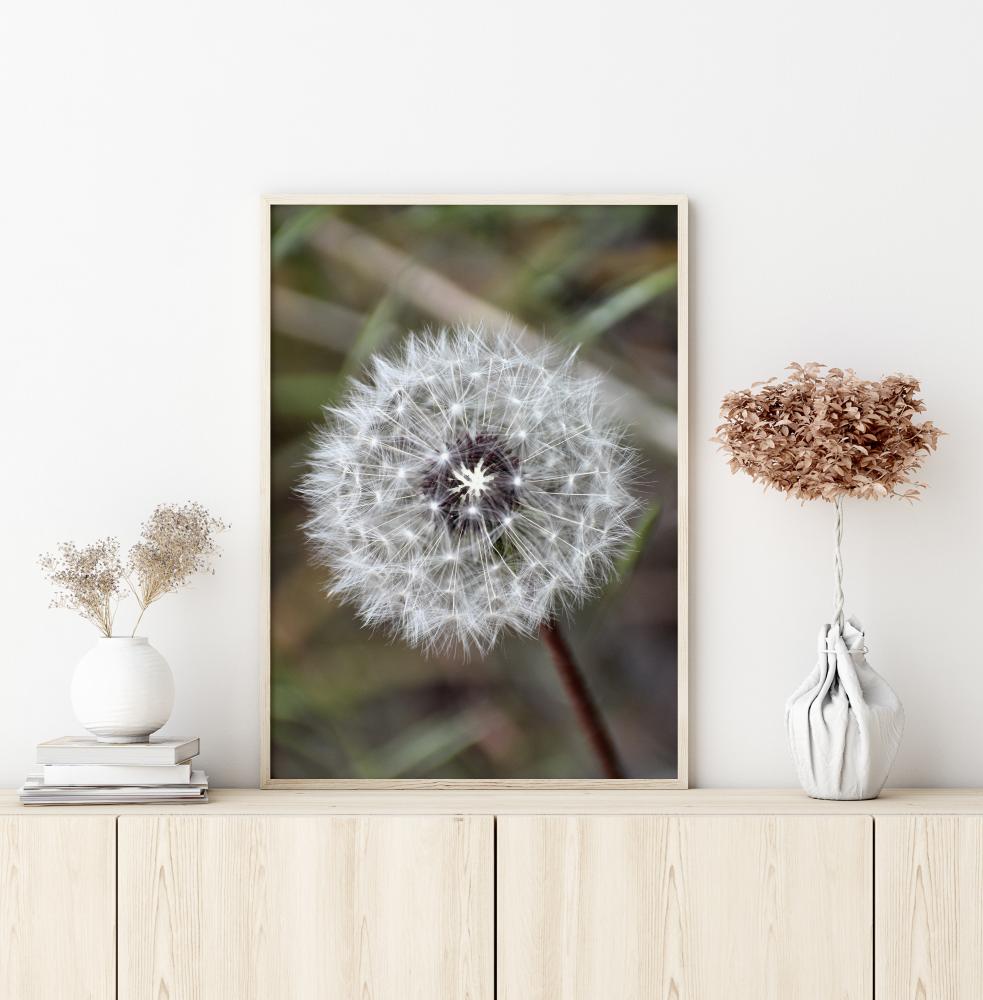 Dandelion Plakat