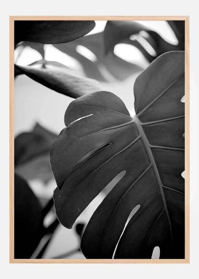 Monstera in Black and White ll Plakat