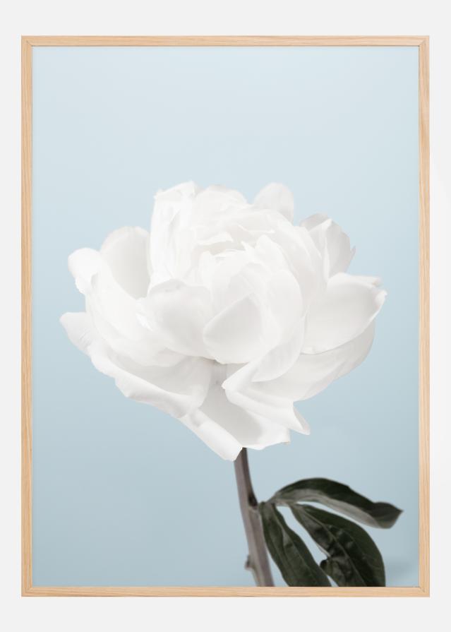 Peony Plakat