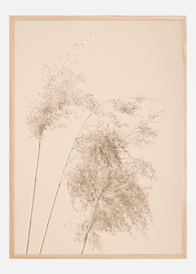 Reed Grass Plakat