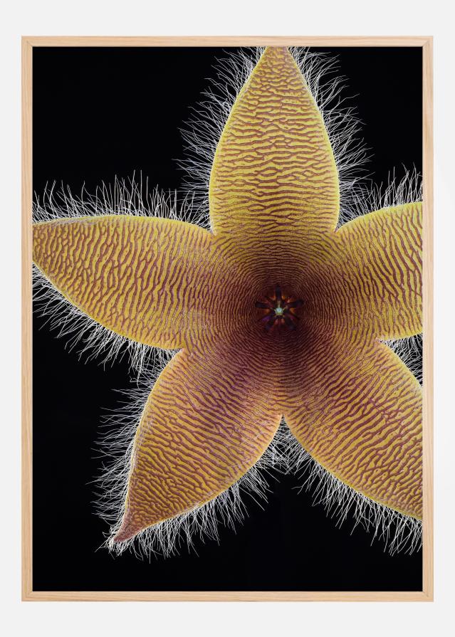 Stapelia grandiflora Plakat