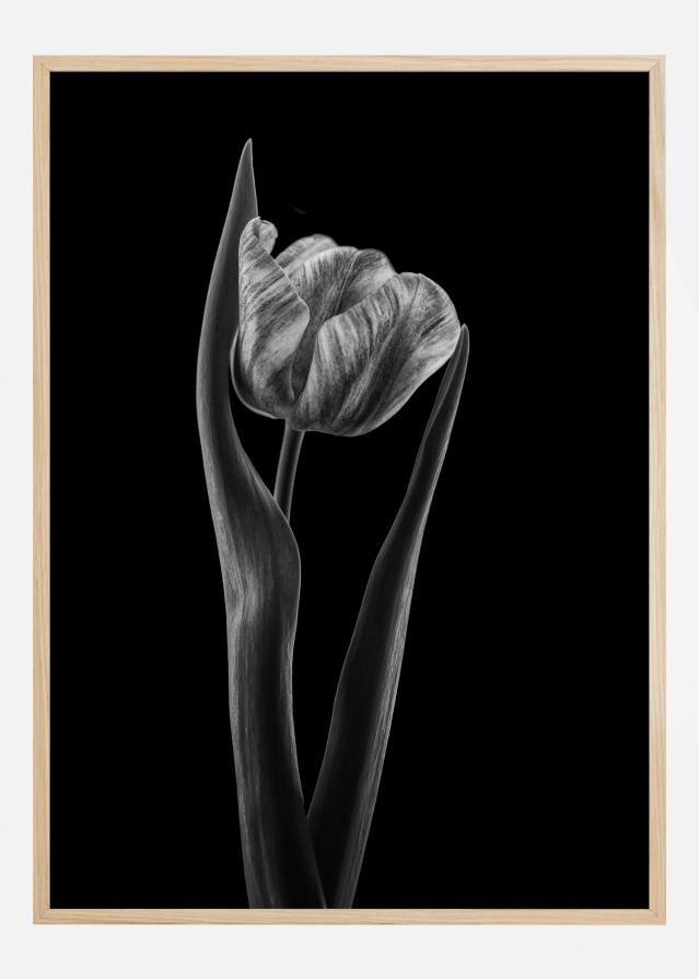 Rembrandt Tulip Plakat