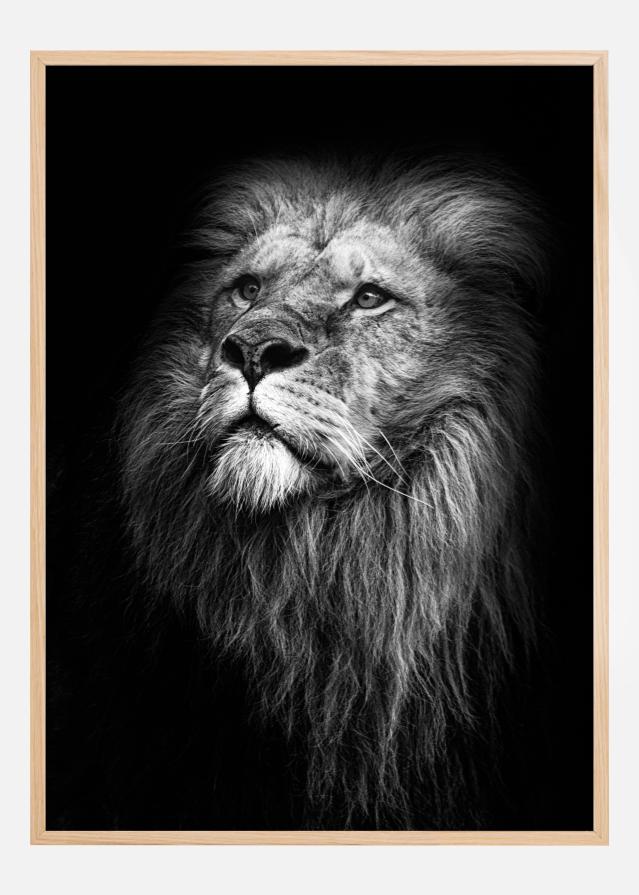 King Of Lions Plakat