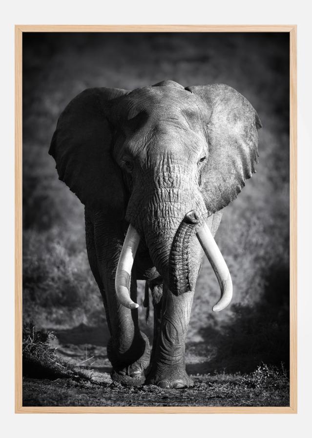 Black and White Elephant Plakat