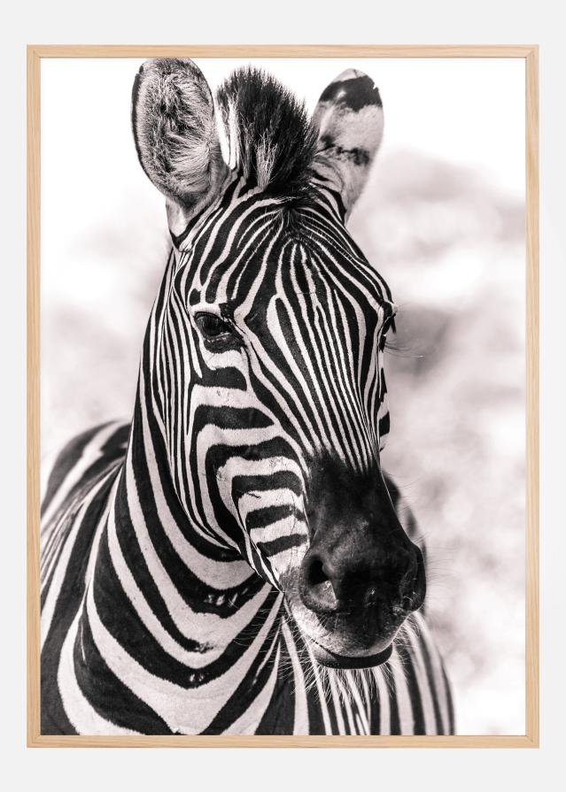 Zebra Plakat