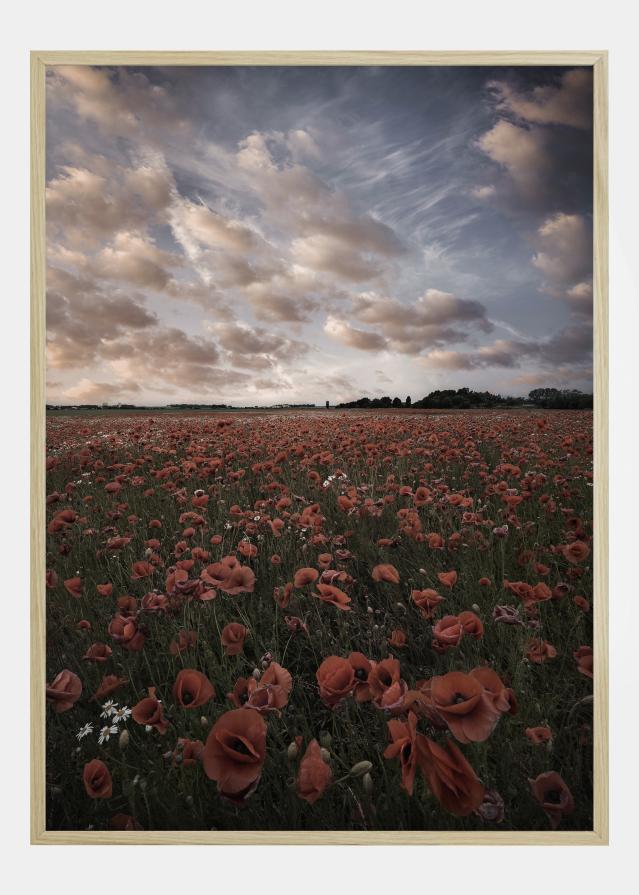 Poppy Field In Sweden Plakat