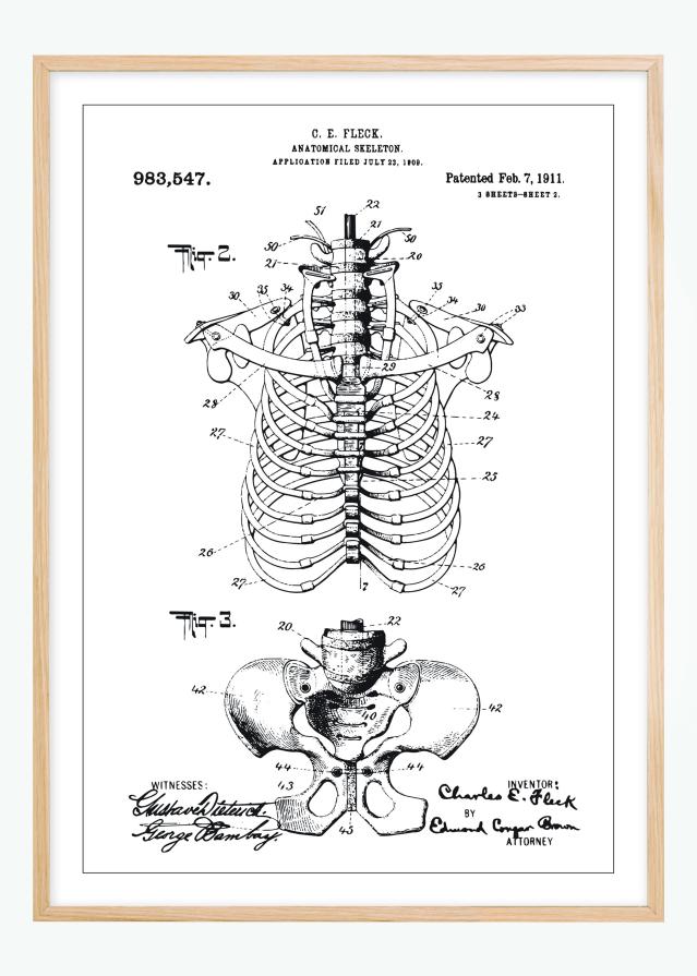 Rysunek patentowy - Anatomiczny szkielet II Plakat