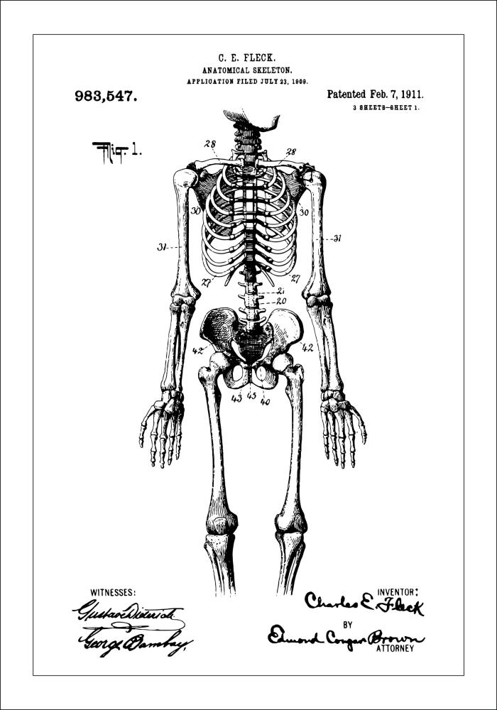 Rysunek patentowy - Anatomiczny szkielet w Plakat