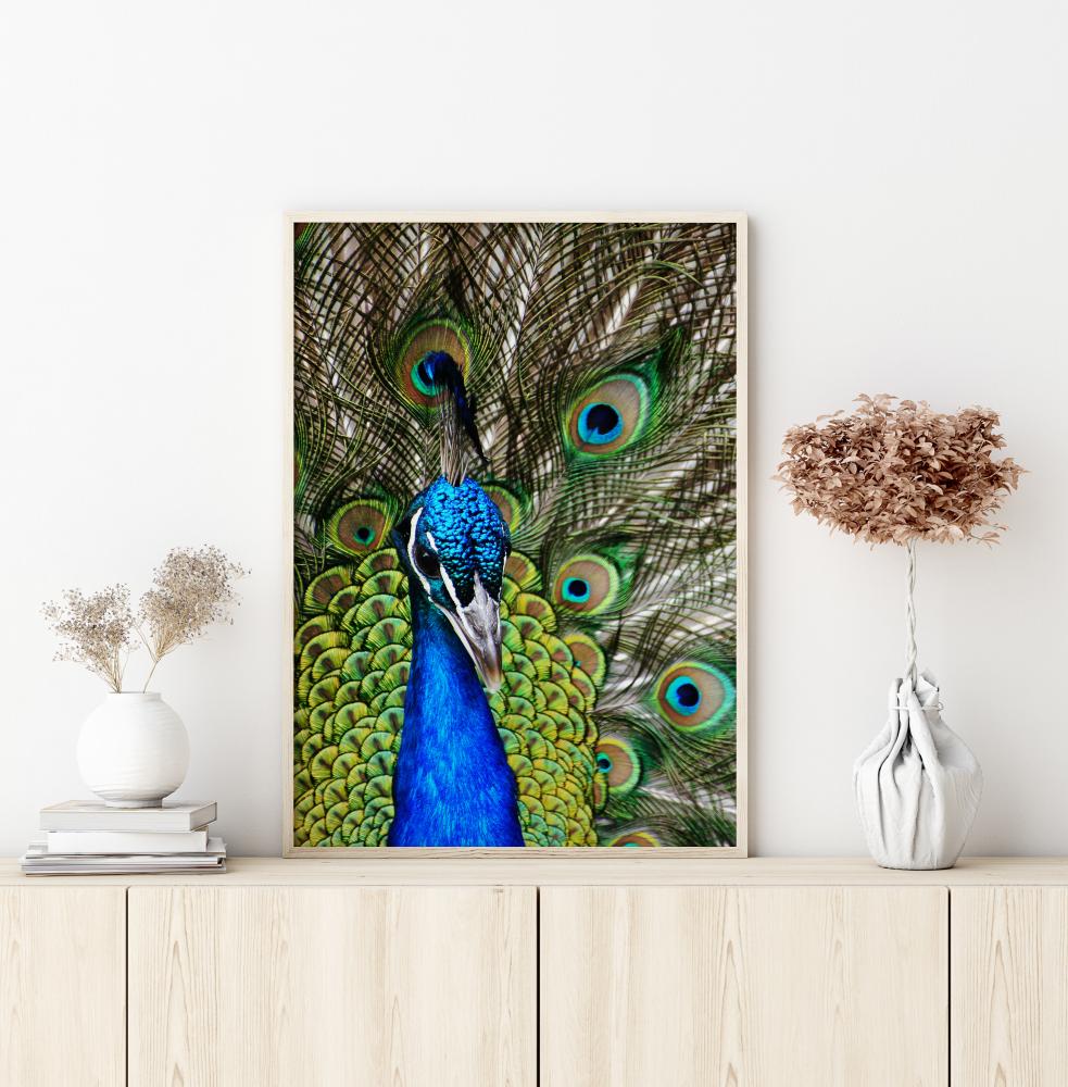 Peacock I Plakat