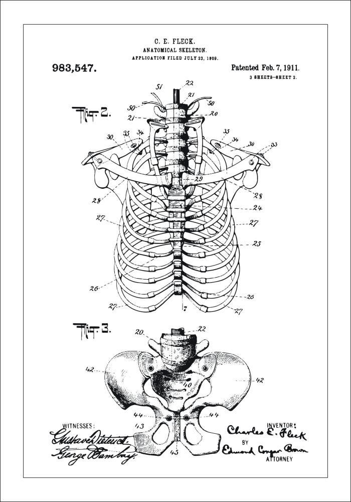 Rysunek patentowy - Anatomiczny szkielet II Plakat